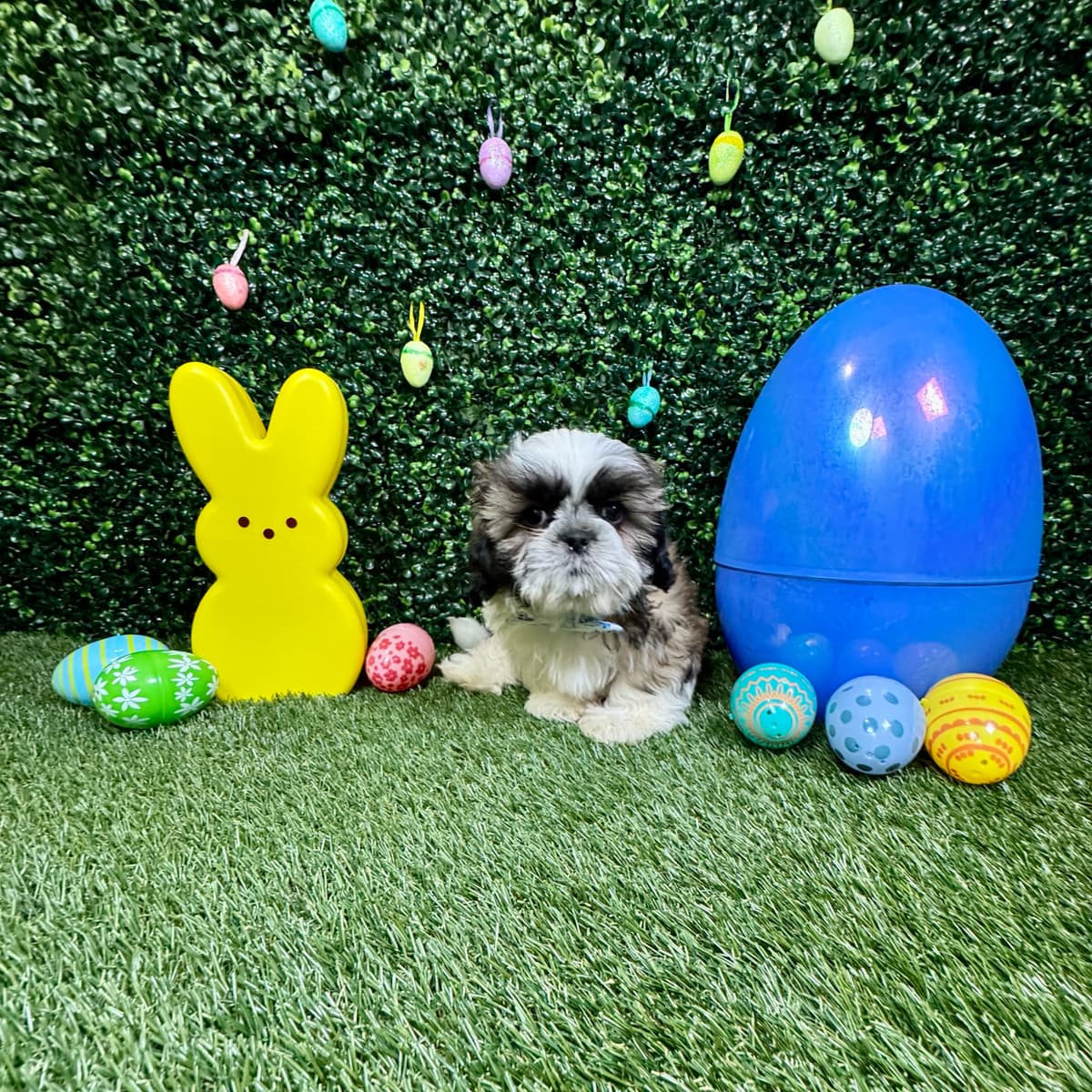 Chewy