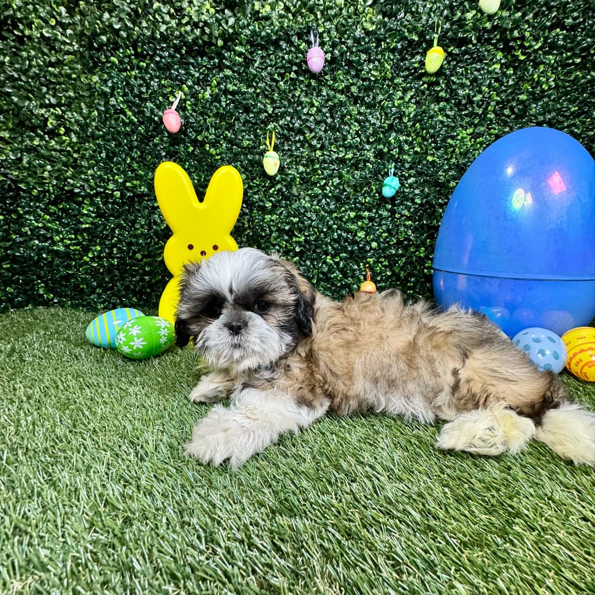 Chewy - 2