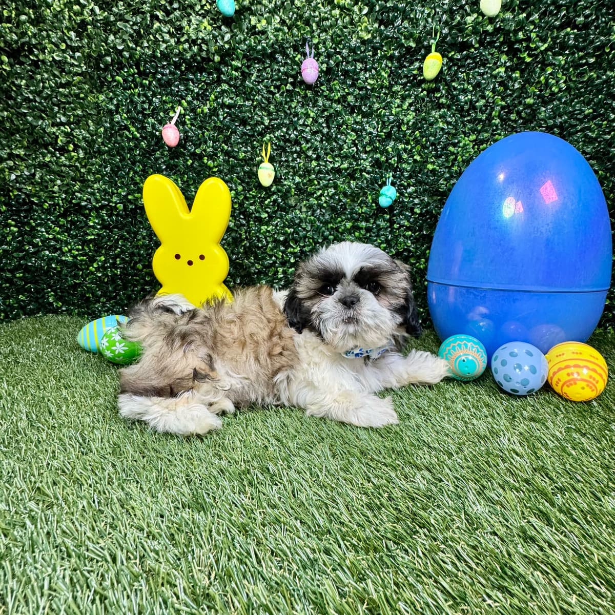 Chewy - 3