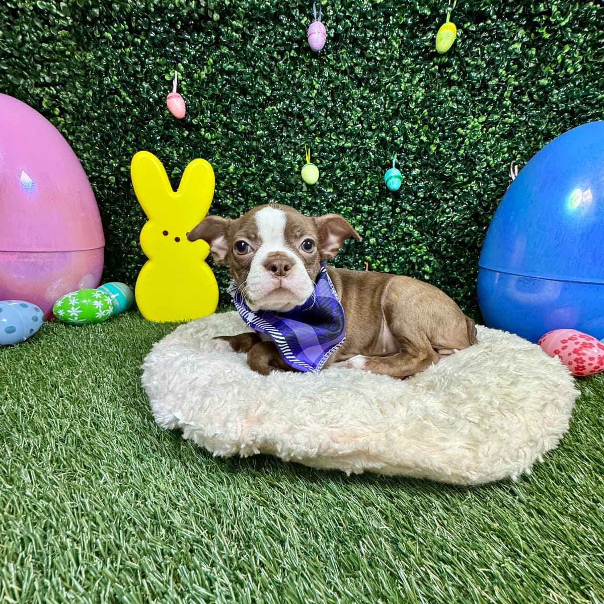 Mabel - 2