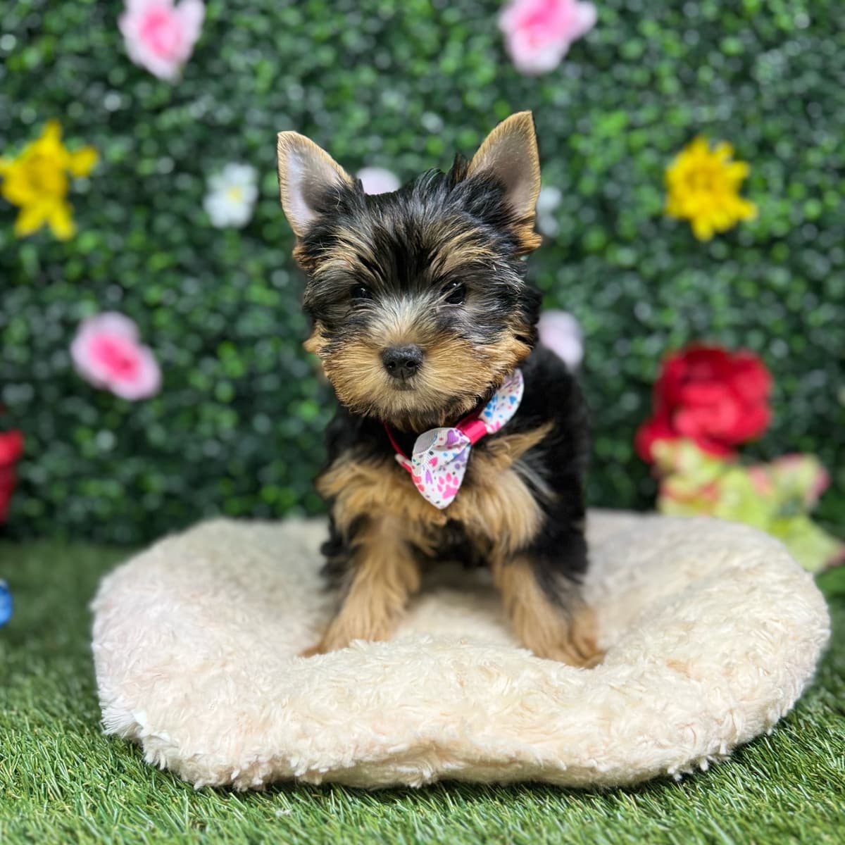 Biscuit