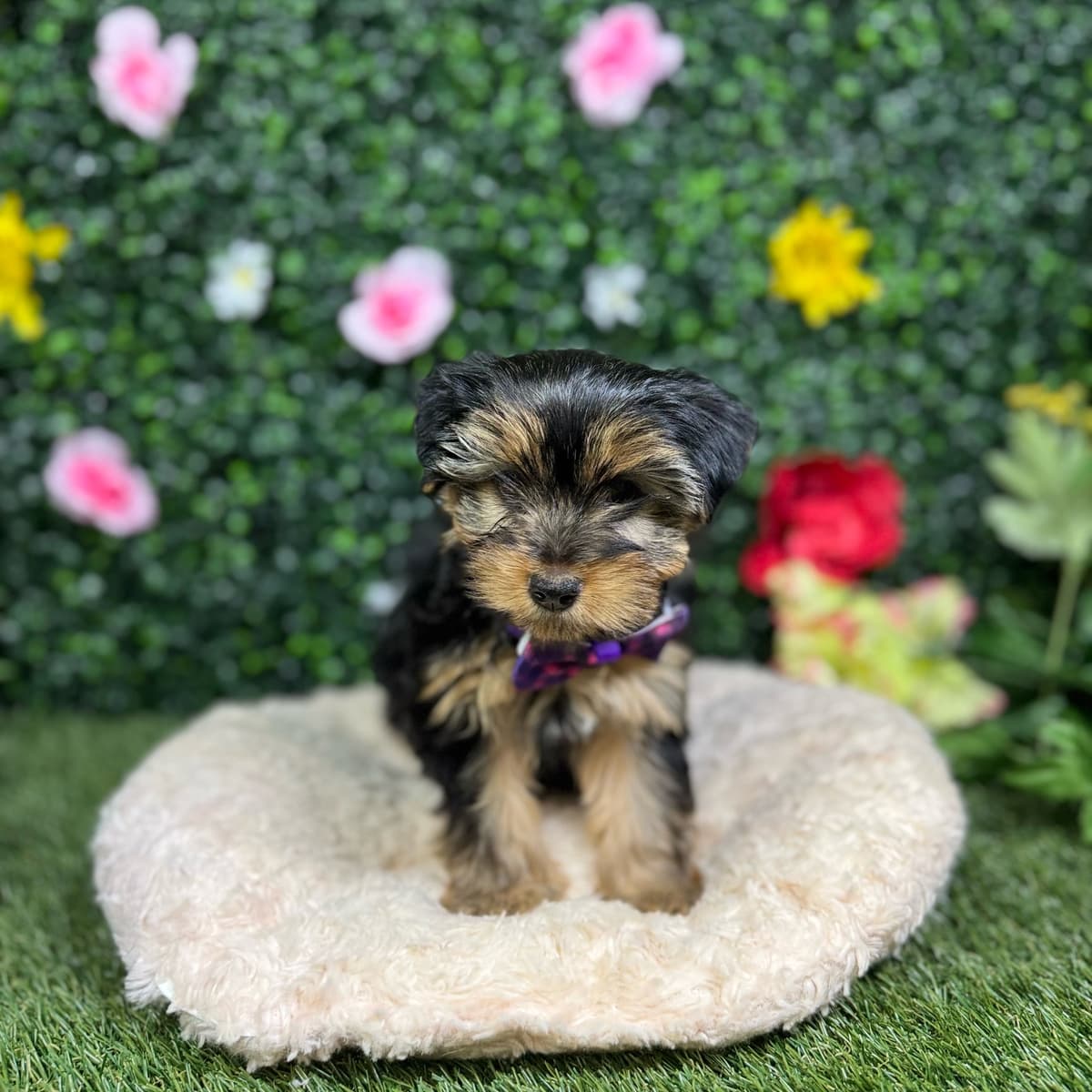 Muffin