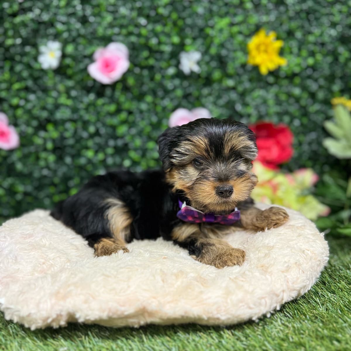 Muffin - 3