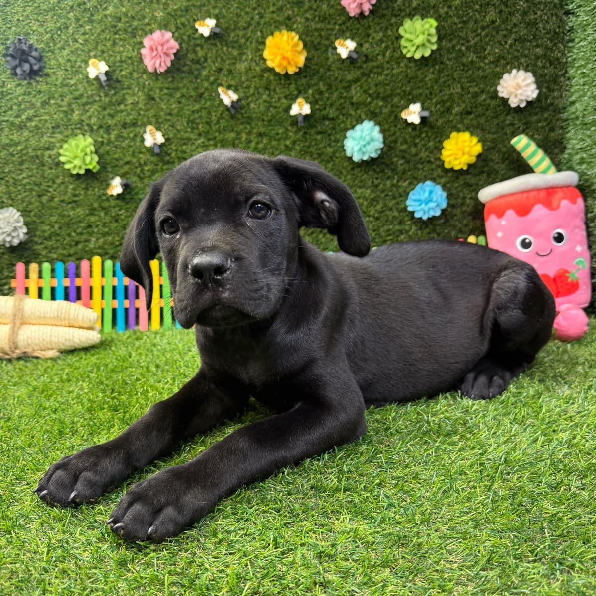 Max