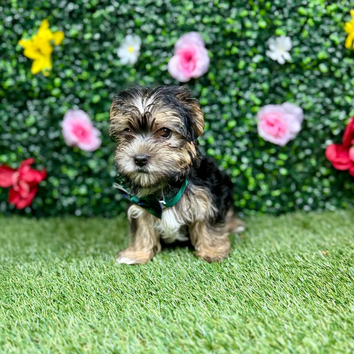 Charlie