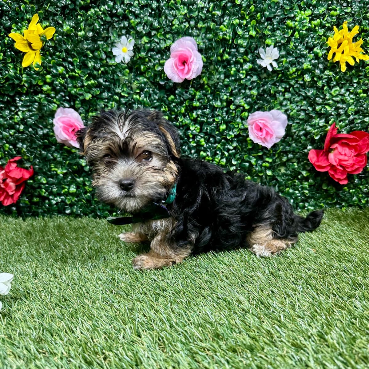 Charlie - 2
