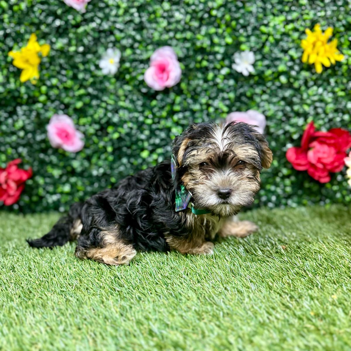 Charlie - 3