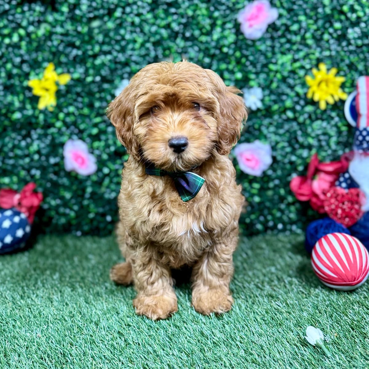 Mr.Bear