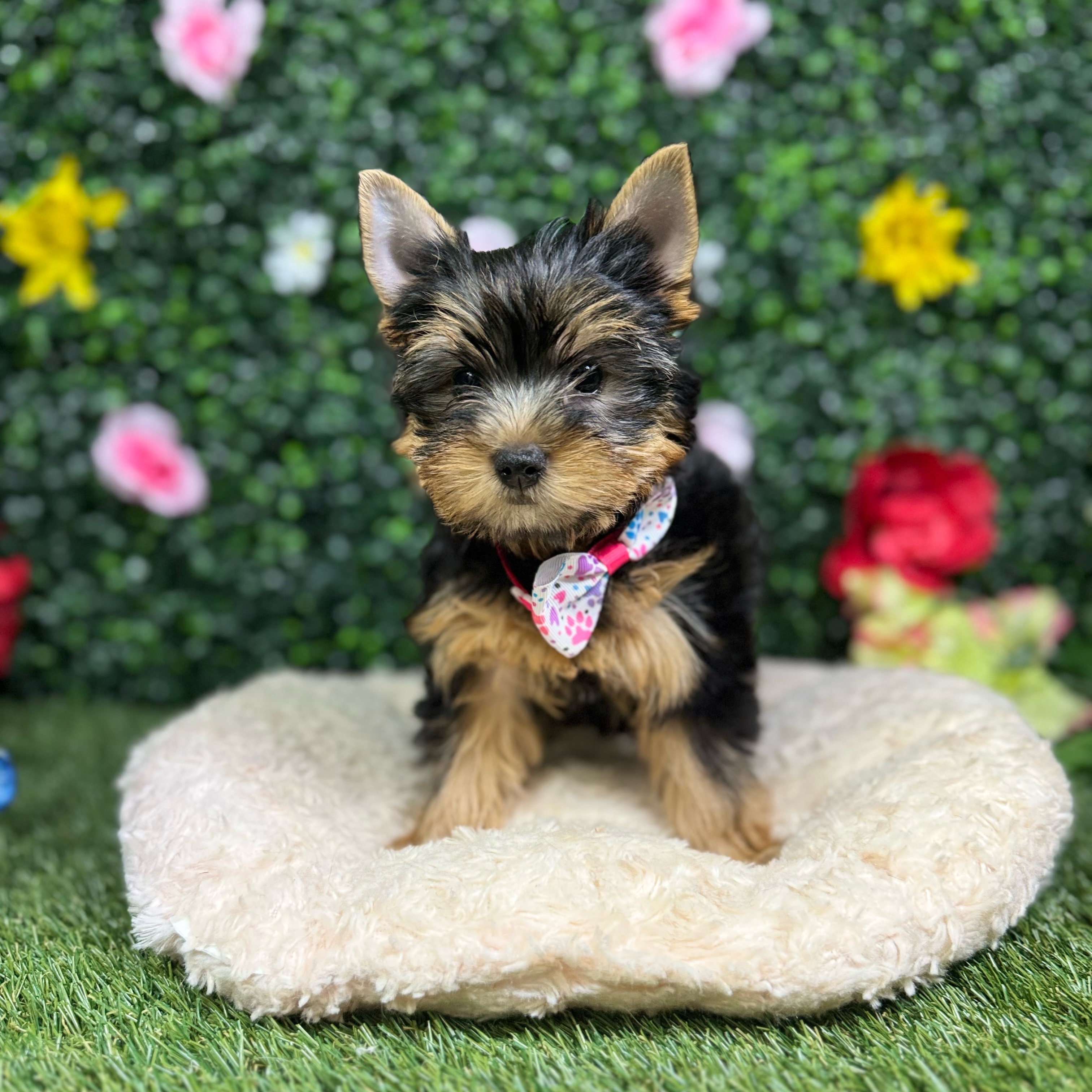 Biscuit