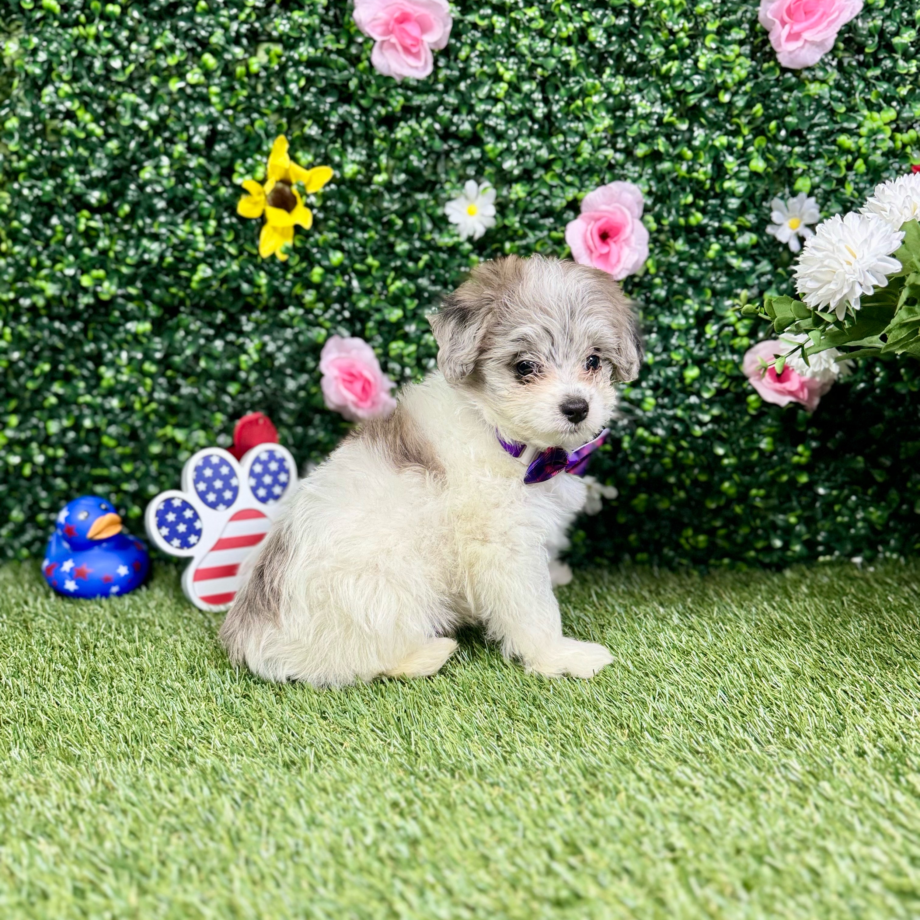Poppy - 3