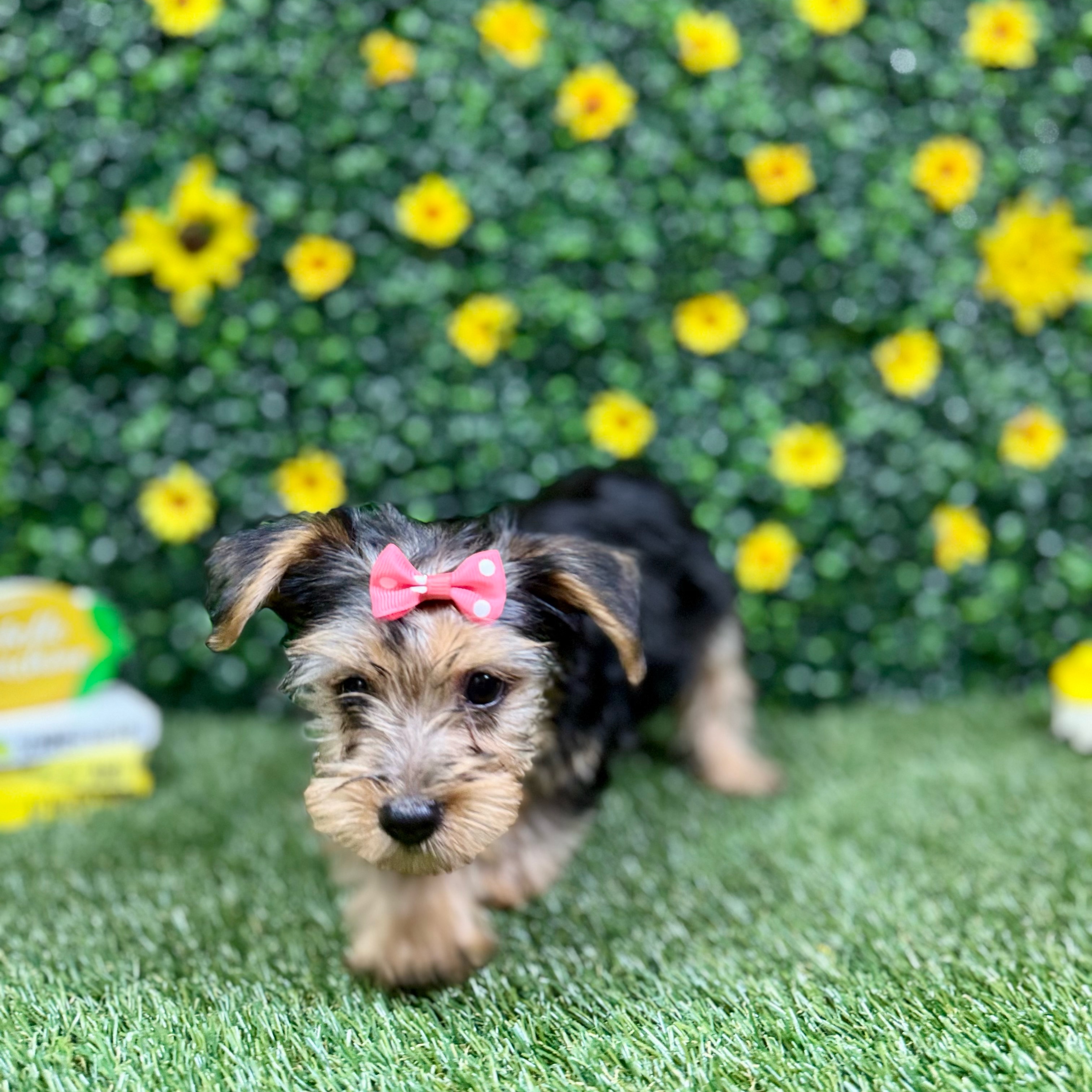 Millie
