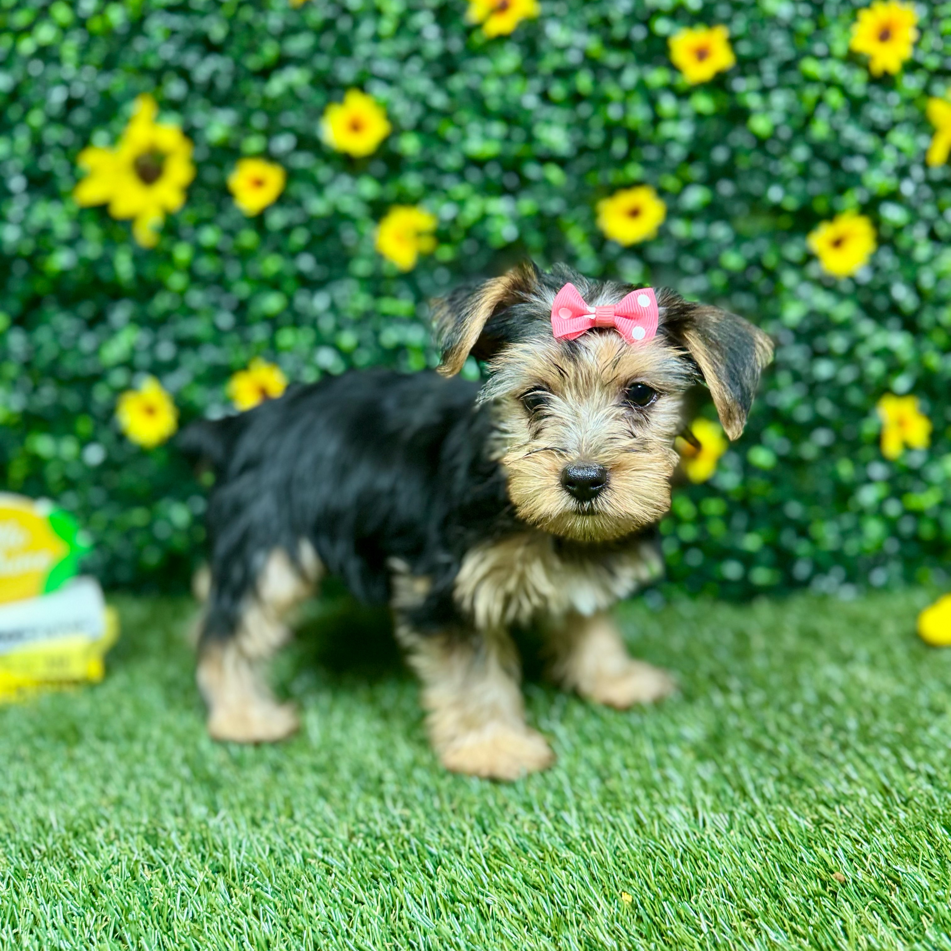 Millie - 3